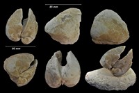 Pterocardia brouzetensis